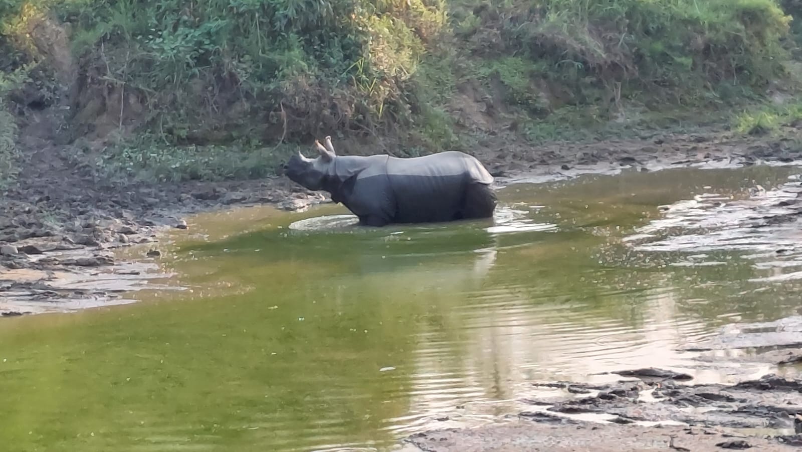 Rhino taking a bath